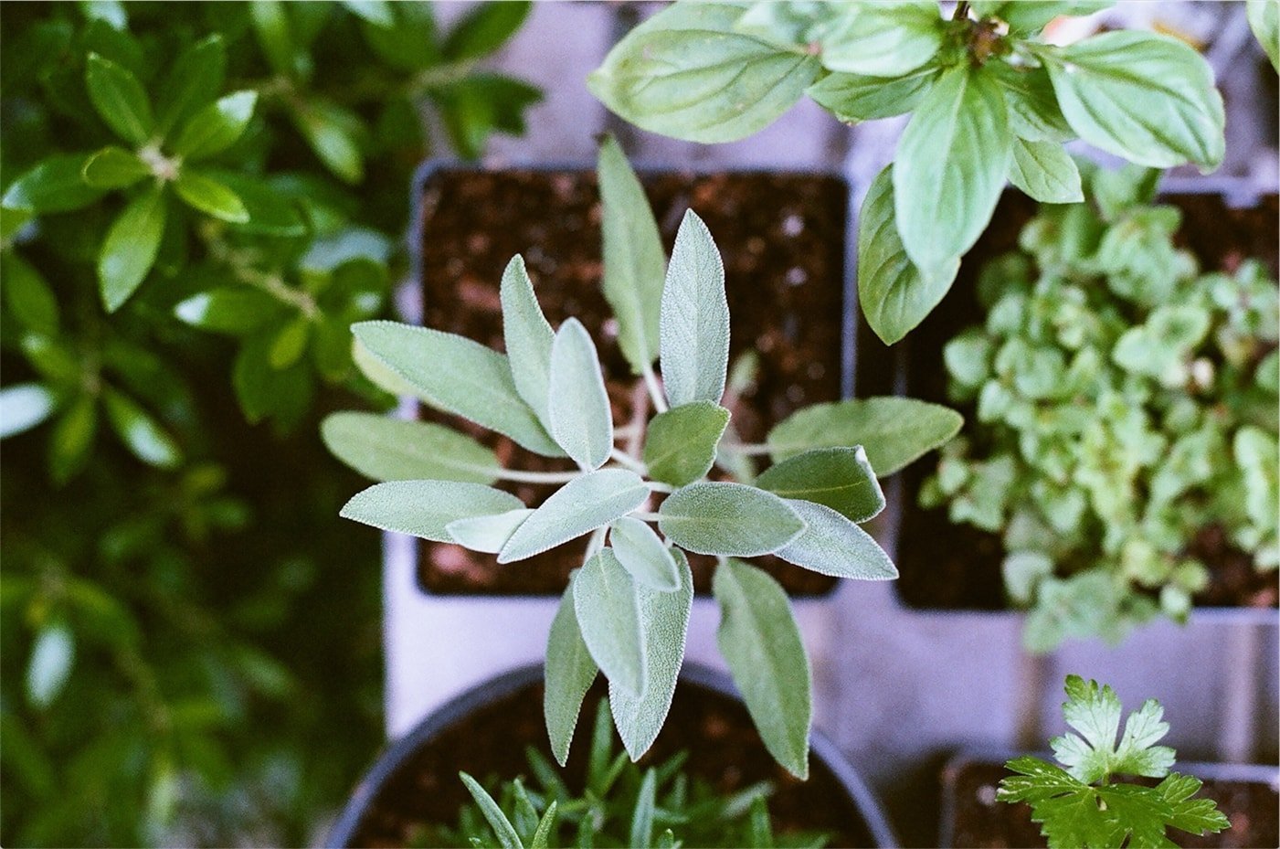 Local Roots Automates Indoor Farm With Robots And Tech