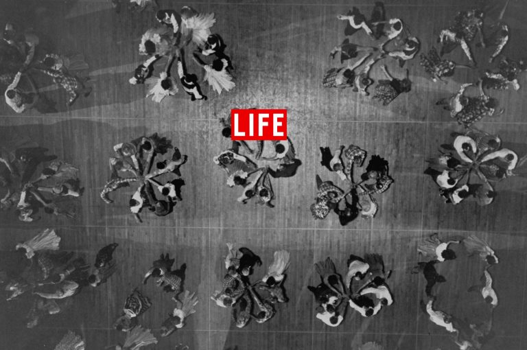 LIFE Magazine
